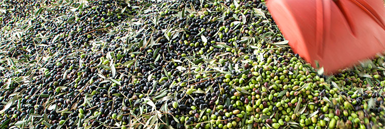 particolare frantoio olive 3